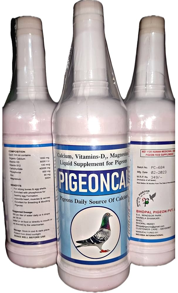 Pigeon-pigeoncal-bhopal